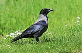 Hooded Crow